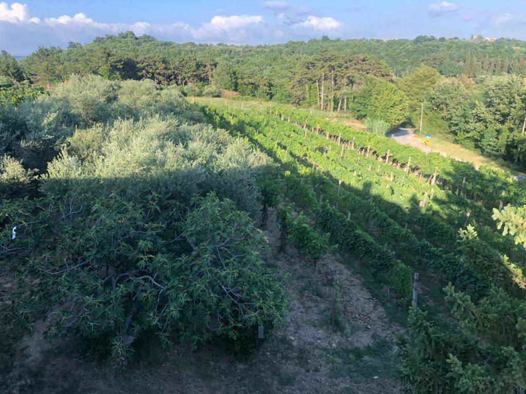 Apartman Villa Romana Groznjan Luaran gambar