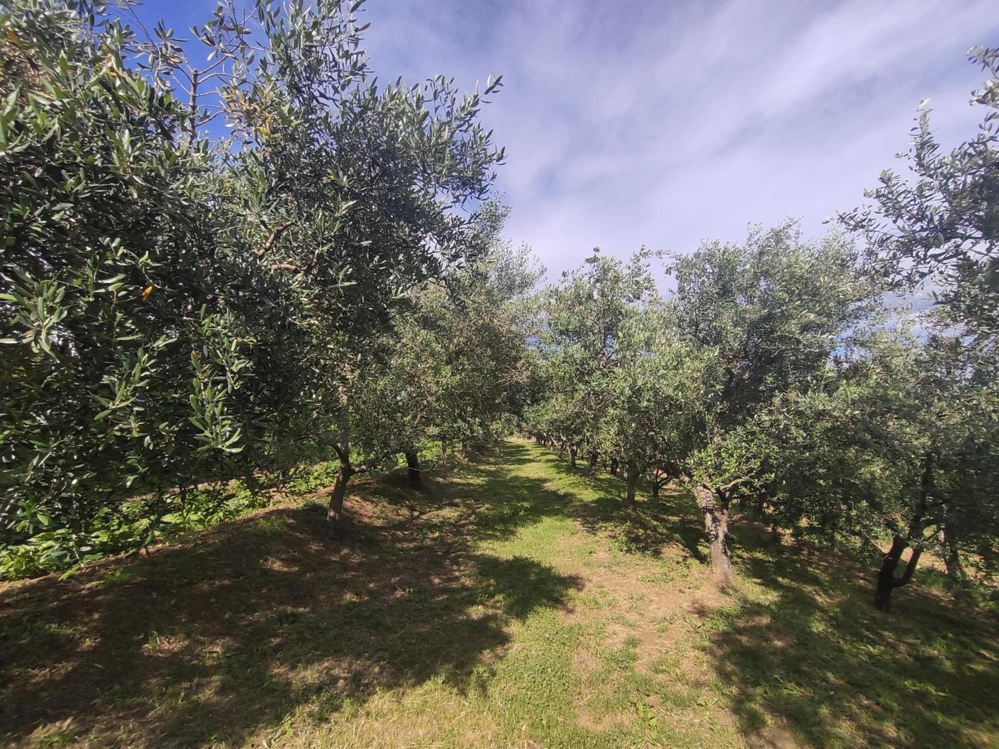 Apartman Villa Romana Groznjan Luaran gambar